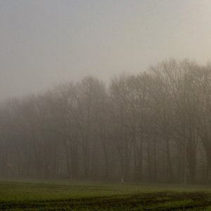 Frühnebel...... Sabine Schröder